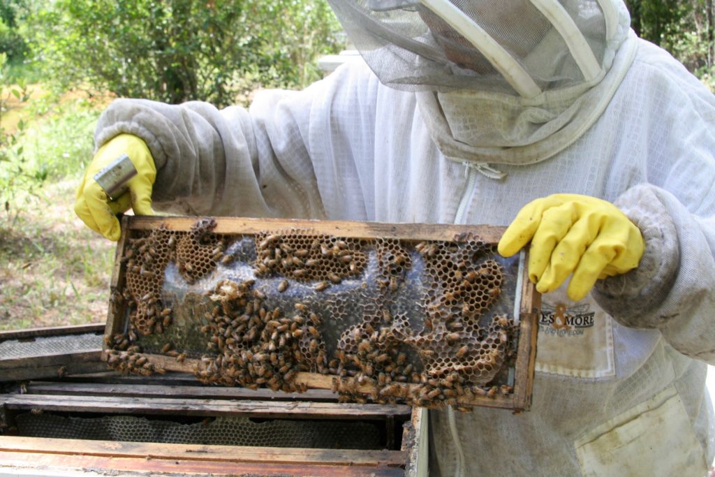 The Buzz Beekeeping in Mandarin Florida NewsLine