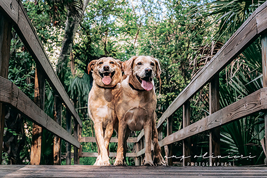 TCL Labrador Retriever calendar Oliver 2412